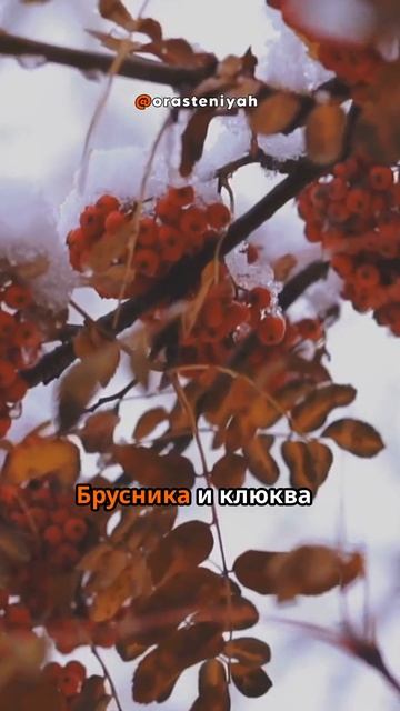 Растения которые обожают зиму 