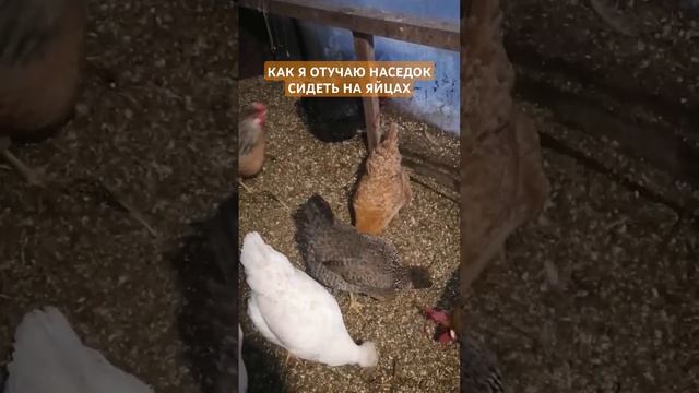 НЕБОЛЬШОЙ СЕКРЕТ #хозяйство #садоводство #земледелие # смотреть онлайн