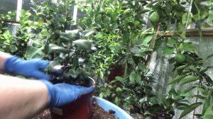 Камелии грунт, пересадка октябрь 2024