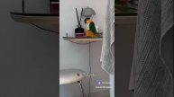 Смешные попугайчики!!! 🦜🦜🦜🦜🦜🦜🦜🦜🦜🦜🦜🦜🦜🦜🦜