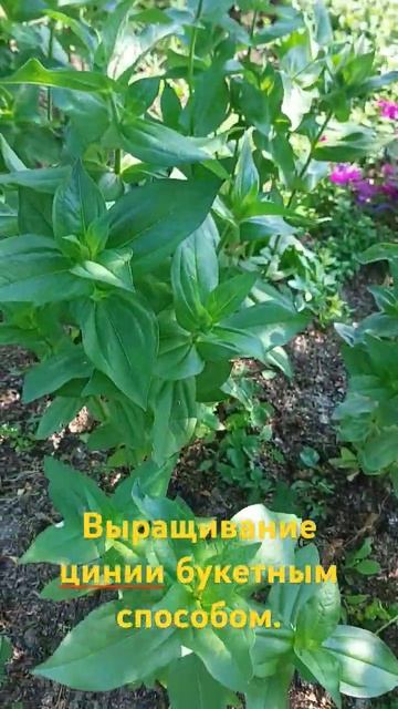 Букетный способ выращивания цинии. Результат. #garden #са?