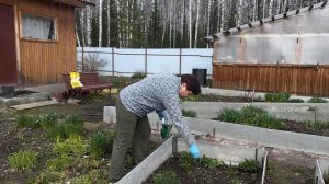 ОБРАБАТЫВАЕМ ЗЕМЛЯНИКУ КРУПНОПЛОДНУЮ