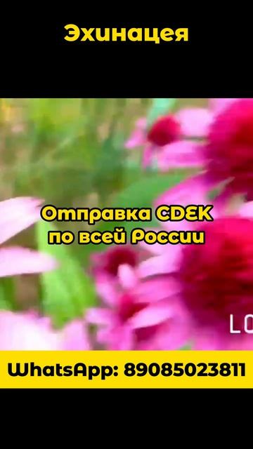 Цветы, хосты, гортензии, черенки, саженцы#саженцы #cdek Wha смотреть онлайн