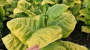 Начало масштабной уборки табака..