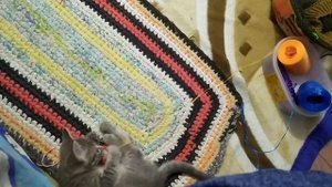 ЖИЛ-БЫЛ КОТЕНОК.