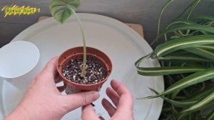 АЛОКАЗИЯ перевод на фитильный полив при отсутствии ли