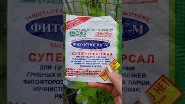 Защита огорода от болезней. #дача #огород #garden #болезни? смотреть онлайн