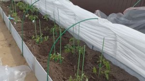 Дела в огороде не заканчиваютя Отрыла парник с помидороми а там а там