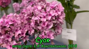 Выставка «Мир Флоксов-2024». Санкт-Петербург. Ботсад Пет