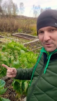 Брюссельская капуста. Начало сбора урожая. #удачныевы?