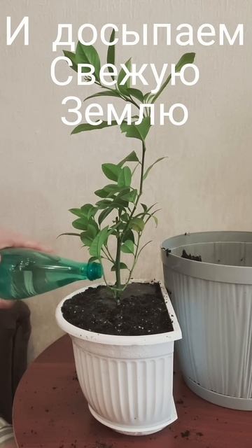 пересадка домашнего лимона #shorts смотреть онлайн