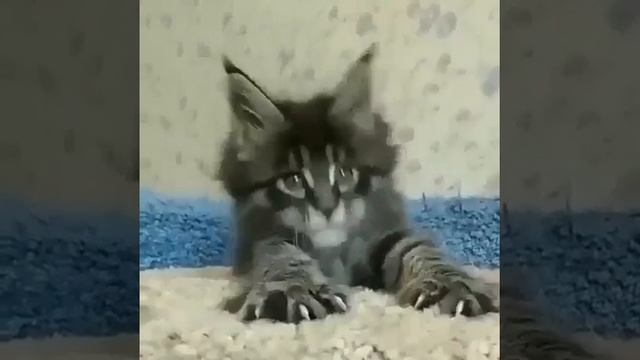 Кроха Мейн-Кун! смотреть онлайн