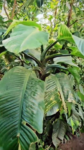 #ботаническийсад #plants #flora #природа #растения смотреть онлайн