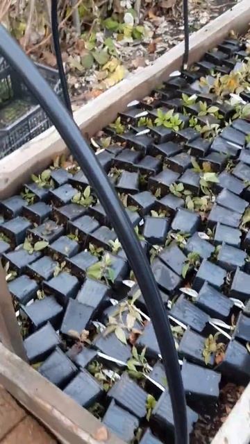 Поздние черенки гортензии тоже зимуют без укрытия. Ал? смотреть онлайн