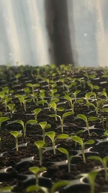 #агро #рекомендации #агротехнологии #теплица смотреть онлайн