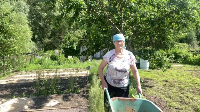 Опилки из курятника в огород #органическоеземледелие