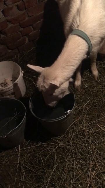 После бани заново начинаешь жить #жизньвдеревне #живо? смотреть онлайн