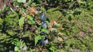 КАК ВЫЖИТЬ В ДЕРЕВНЕ ВЕСНОЙ, КОГДА СНОВА ЗАМОРОЗКИ. ГОТОВИМ ТЕПЛИЦУ И САЖАЕМ КАПУСТУ ВСЕЙ СЕМЬЁЙ.