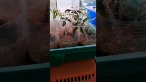 Рассада томатов перед пикировкой.