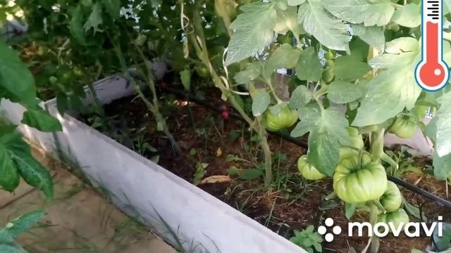 18/Теплица своими руками/ Теплица из профиля/ теплица з?