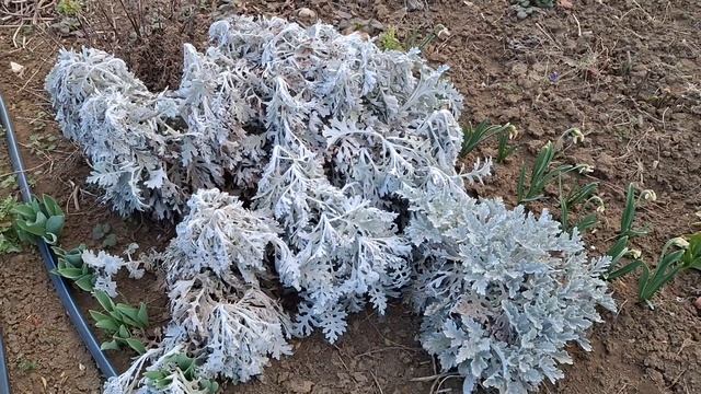 Обзор на альпийскую горку и арт-объекты