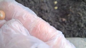 Посадка деток чеснока Рокомболь весной.