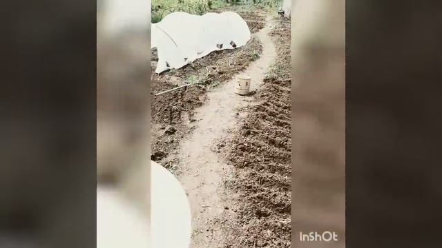 Высаживаем цветы. #бабушка #еда #сад #прикол #дача #огор? смотреть онлайн