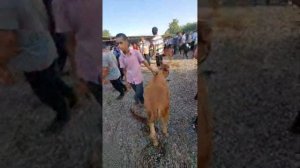 МОЛБОЗОРИ МАСТЧОХ 2юм учаска  прямом эфире!