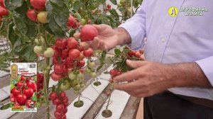 Вкусный и урожайный КОКТЕЙЛЬНЫЙ ТОМАТ СЛАДКИЕ СЕРДЕЧ?