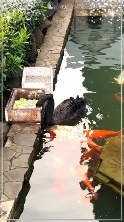 Черный лебедь и рыба карп в японском саду 🦢 ⛩