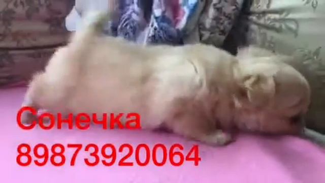 Сонечка