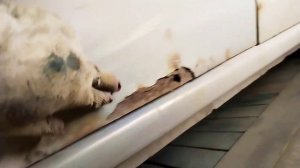 Ч. 1 РЕНО ЛОГАН! ПЕРЕВАРКА АРОК, ДВЕРЕЙ! ПОКРАСКА✅