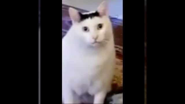 Собака и качели #shorts
