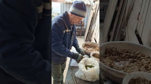 Способ борьбы с медведкой осенью.