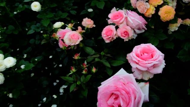 Роза Grafin Bettina (Ma Normandie, Графиня Беттина) Delbard смотреть онлайн