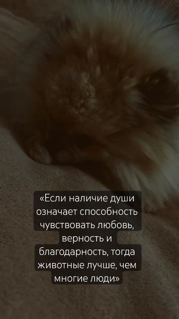 Верим! #шпиц #шпицмишка #домашний #питомец #любимыесоба