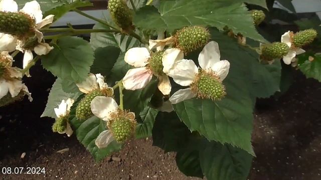 Блек Джем в теплице смотреть онлайн