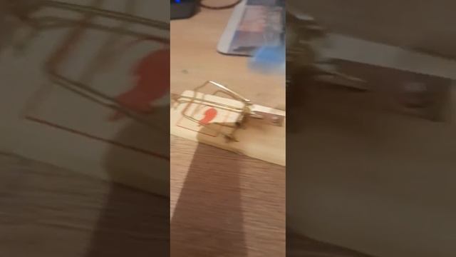 Как работает мышеловка¿●