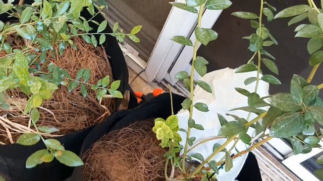 Обрезка голубики, формировка молодых кустов голубики, смотреть онлайн