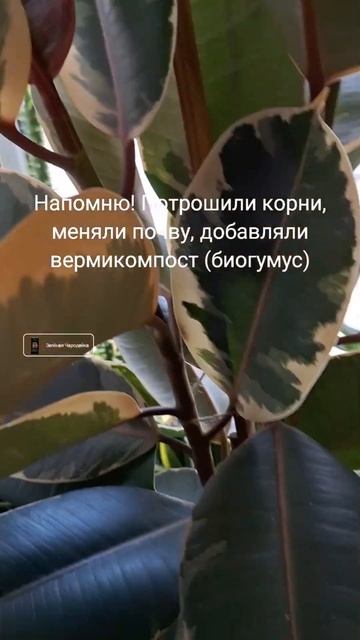 Белиз суперактивно растёт после пересадки! 26.03.2025г.