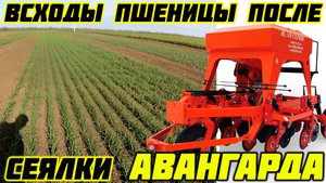 Всходы пшеницы, ячменя, овса, гороха, сои и рапса, после сеялки АВАНГАРД!