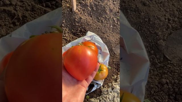 Теплица 2 , томаты #благодать #дача #огород #деревня #кра смотреть онлайн