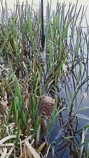 На карася. Снасть коромысло. смотреть онлайн