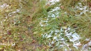 Подвои Бест, Алыча, тернослив   что лучше для Сибири