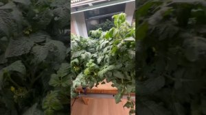 Томат "Маленькая звезда" и "Балконное чудо" растут в до?