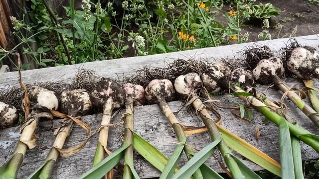 Убрала чеснок,готовлю грядку к следующему сезону. г.Ка смотреть онлайн