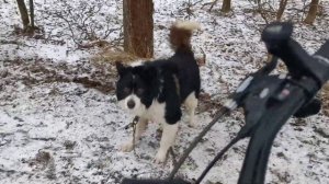 Собака напала на велосипедиста 🚴♂️🐕. Защита при н