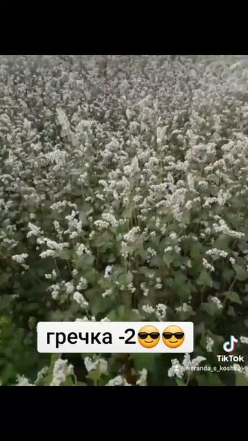 как цветет гречка 😍😍😍😍 смотреть онлайн