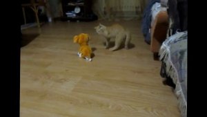 мой кот