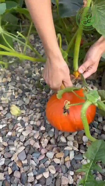 Тыква #сад #огород #дача #дачник #грядки #посадка #сорня? смотреть онлайн